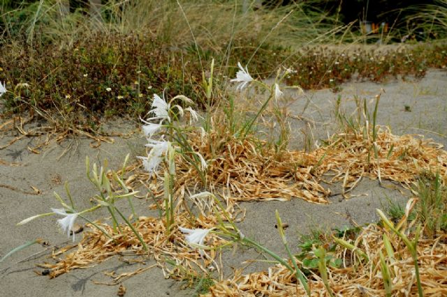 Pancratium maritimum (Amaryllidaceae)